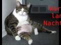 videos de Dicke Haustiere