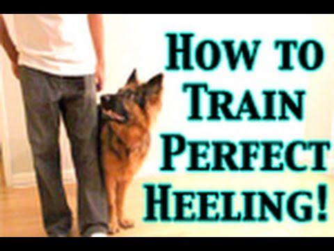 how to train german shepherd to heel