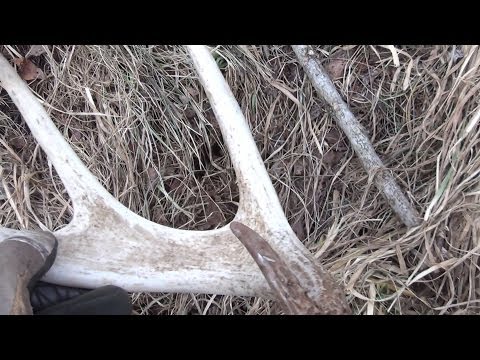 how to dye deer antlers
