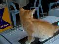videos de anak rimau