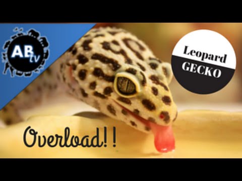 YouTube reptile video