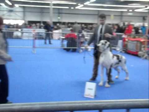 dogue allemand