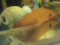 Fry Tanks
