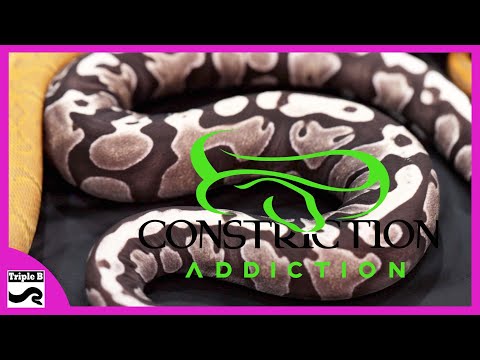 YouTube reptile video