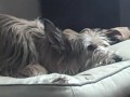 Berger Picard Rusty - sleeping with eyes open
