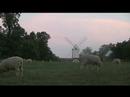 Sheepish Friends (animal communication 101)
