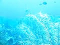 Alligator Reef N The Florida Keys is very alive! Alligator Reef N The Florida Keys is very alive!