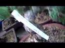 Pre bonsai stock-4