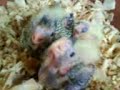 Filhotes de calopsitas viveiro fam�lia feliz, com 4 semanas.