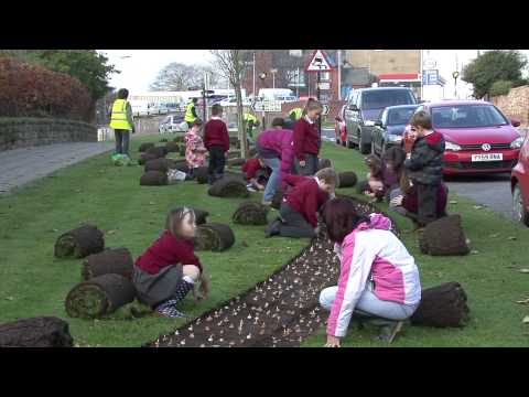 how to grow crocus