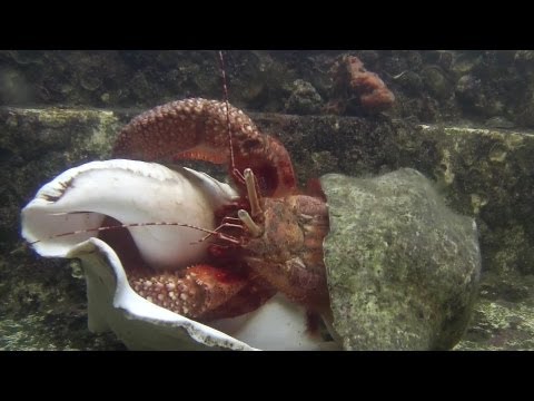 how to take care of a hermit crab from the ocean