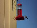 Humming Bird Pair Humming Bird Pair