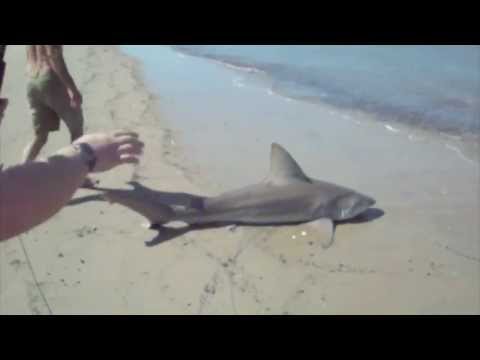 Land Based Sharking - Edisto Beach - 7' Sandbar Shark