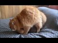 Sexy Gato