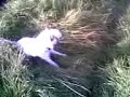 Dog Wars pt1