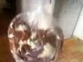 Chaud cacao