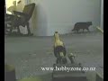 CAT HUNTING with radio control 1:24 scale BB firing TANK