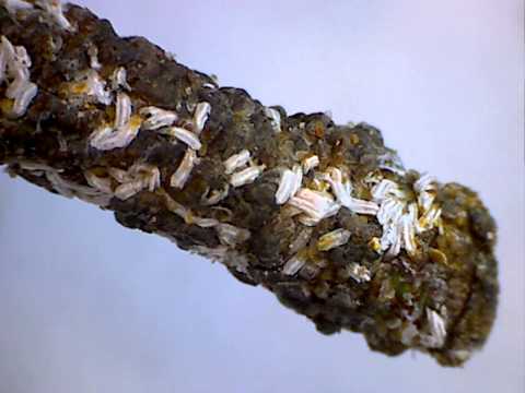 how to treat euonymus scale
