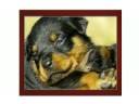 A Tribute to Rotties