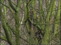 Fleißiges Eichhörnchen im Ruhrgebiet Fleißiges Eichhörnchen im Ruhrgebiet