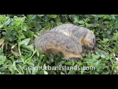 how to eliminate squirrels