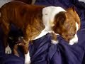 Pitbull VS Pinscher