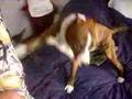 Pitbull VS Pinscher