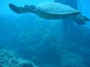 Hanauma Hawaii turtle ??