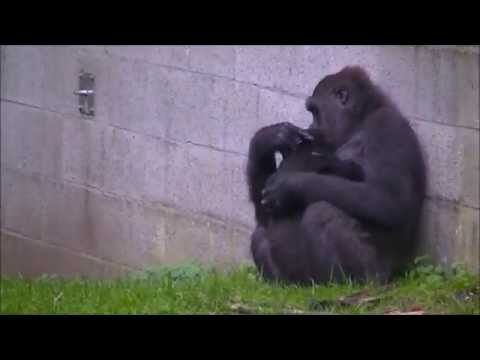 Gorillababy Shalita uit Burger Zoo plotseling overleden