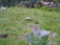 conoc y los eucaliptos