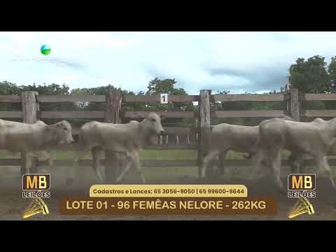 532� LEIL�O VIRTUAL MB LEIL�ES