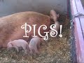 we went to the addison county fair, vermont and saw a bunch of animals! 
the joys!
the thrills!
the... animals!
music by paul anka, weezer and the clash for your enjoyment