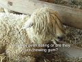 we went to the addison county fair, vermont and saw a bunch of animals! 
the joys!
the thrills!
the... animals!
music by paul anka, weezer and the clash for your enjoyment