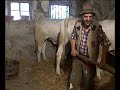 il bagno nella stalla a ruscello   arezzo