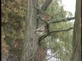 RED-TAILED HAWK ATTACK-SWOOP, CAPTURE, FLIES PREY IN  TALON