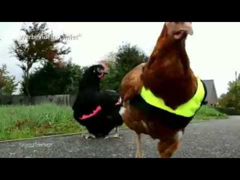 Die Warnweste für Hühner in den ARD Tagesthemen