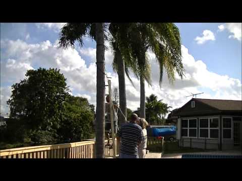 how to transplant a large queen palm