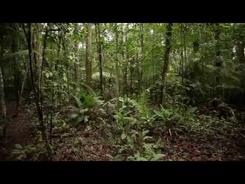 Institucional dos Parques Botânicos e Zoobotânico da Vale