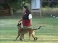 JaJa - Sch 1 Obedience Routine - Belgian Malinois