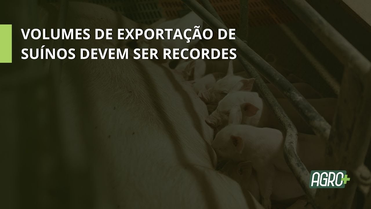 Preço do Suíno Vivo está melhor para o produtor.