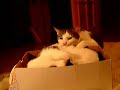 Katzen Kampf - Cats fighting Katzen Kampf - Cats fighting