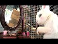 The Village Petstore and Charcoal Grill - Rabbit