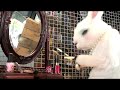 The Village Petstore and Charcoal Grill - Rabbit The Village Petstore and Charcoal Grill - Rabbit