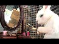 The Village Petstore and Charcoal Grill - Rabbit