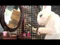The Village Petstore and Charcoal Grill - Rabbit