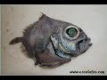 Extra�os Habitantes Marinos