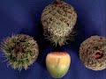 How to ID Quercus macrocarpa