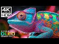 INSANE 4K VIDEOS AT 120FPS | 4K HDR DOLBY VISION (8K/4K TV)