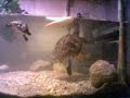 trachemys-wedding.html