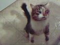videos de Starsky le chat
